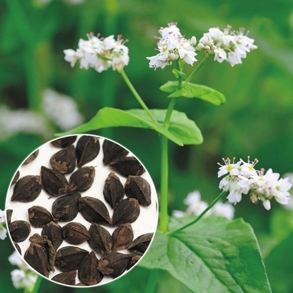 種 野菜たね 穀物 そば 春のいぶきPVP 1袋(1kg)