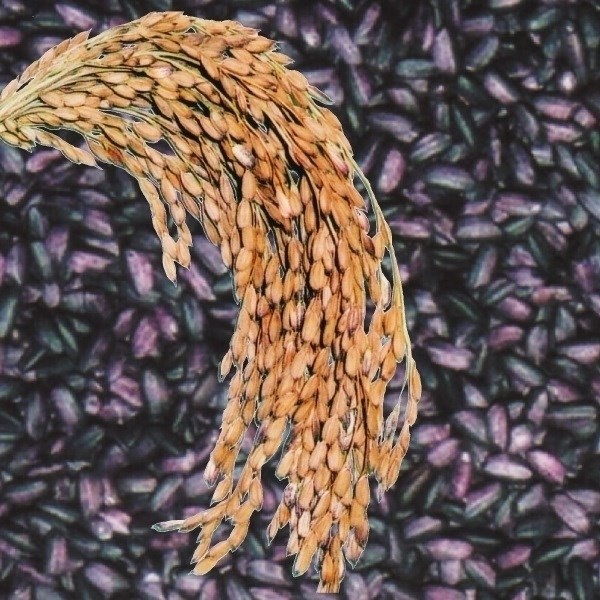 種 野菜たね 穀物 水稲もち米 紫黒米 朝紫 1袋(100g)