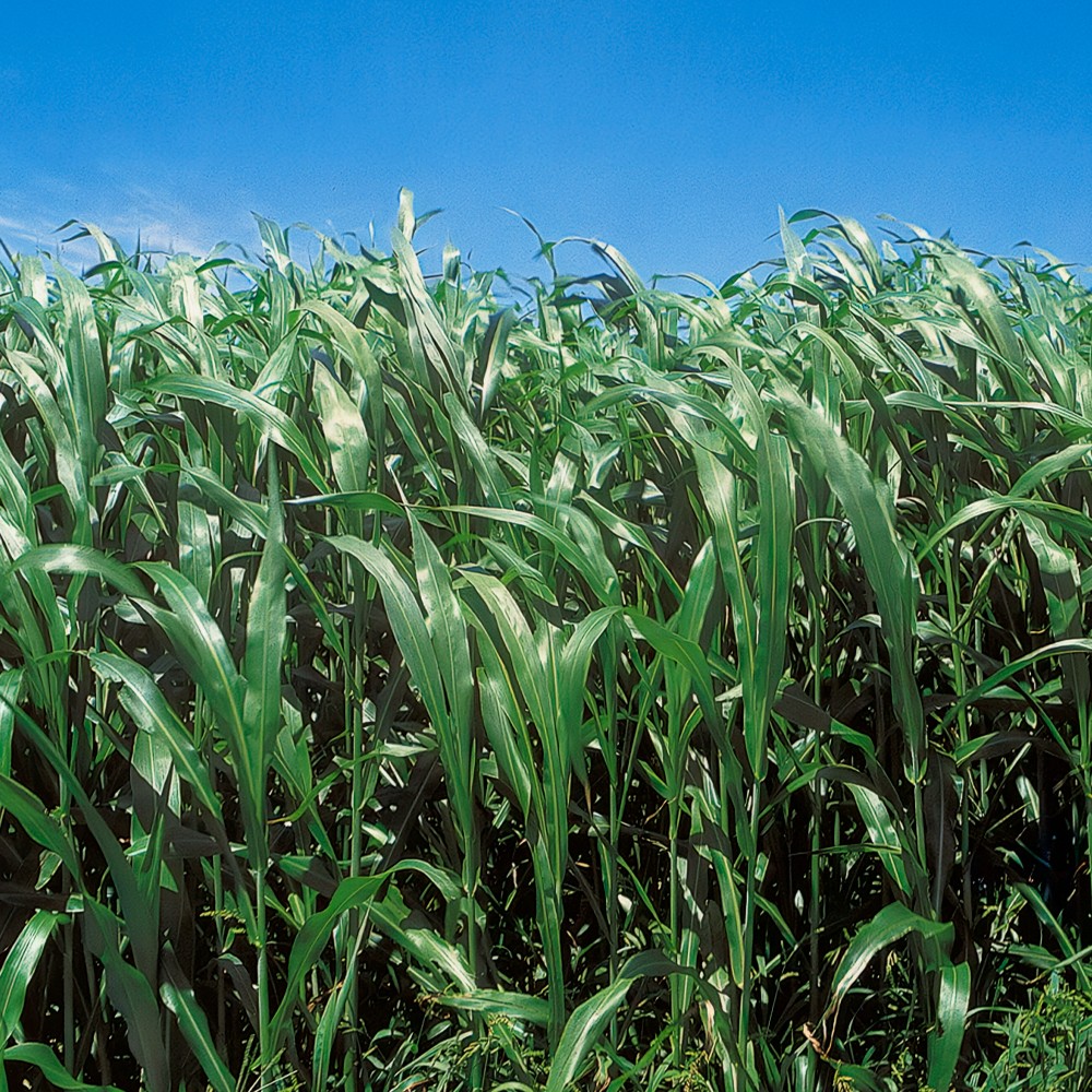 種 野菜たね 緑肥・景観作物 ソルゴー緑肥用 1袋(1kg)