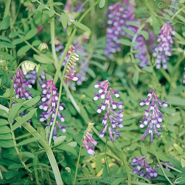 種 野菜たね 緑肥・景観作物 ヘアリーベッチ（ナモイ) 1袋(500g)