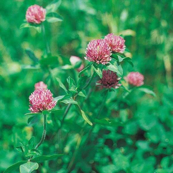 種 野菜たね 緑肥・景観作物 赤クローバー（メジウム) 1袋(500g)