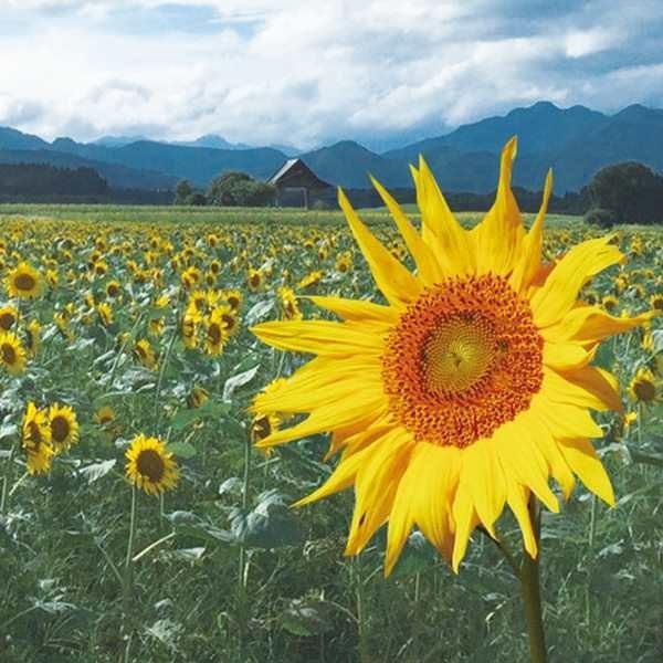 種 野菜たね 緑肥・景観作物 F1 40日ひまわり 1袋(6000粒)