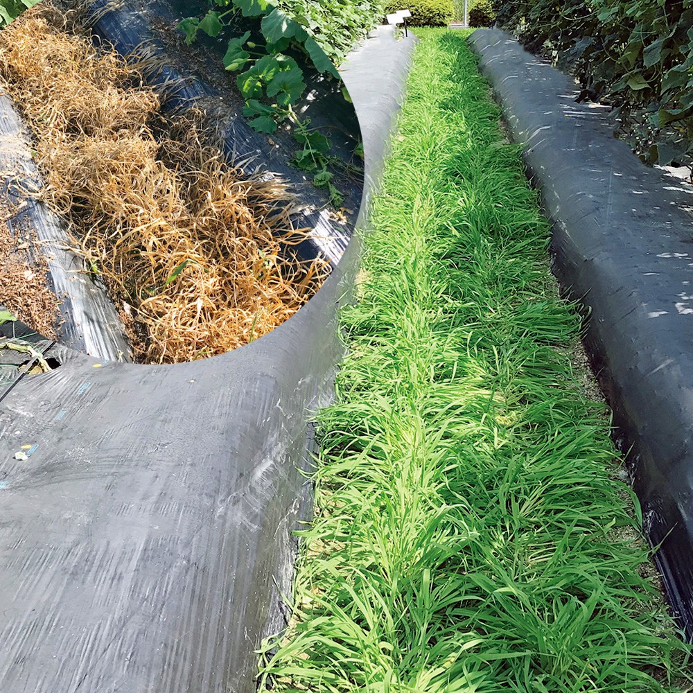 種 野菜たね 緑肥・景観作物 おたすけムギ 1袋(1kg)