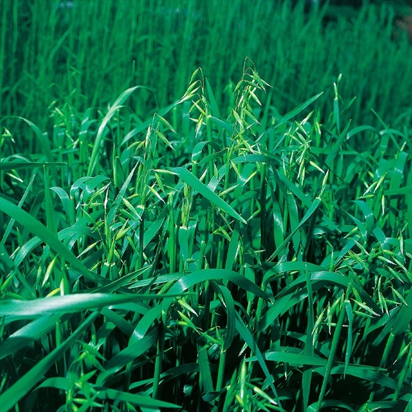 種 野菜たね 緑肥・景観作物 えん麦（前進) 1袋(500g)