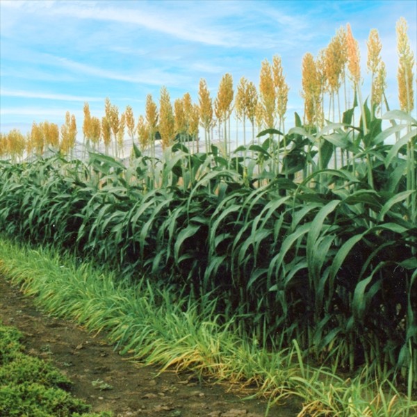 種 野菜たね 緑肥・景観作物 ミニソルゴー 1袋(300g)