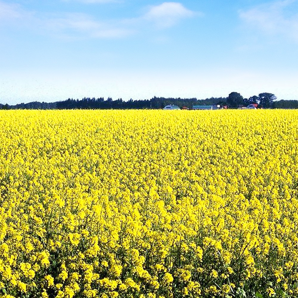 種 野菜たね 緑肥・景観作物 緑肥用からしな 1袋(500g)