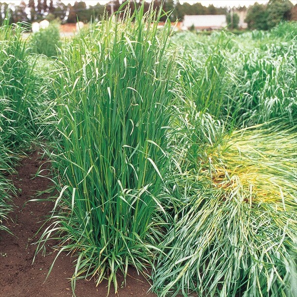 種 野菜たね 緑肥・景観作物 イタリアンライグラス（ガルフ) 1袋(1kg)