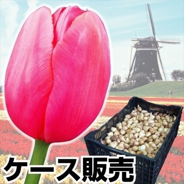 チューリップ 球根 桃花 ケース販売