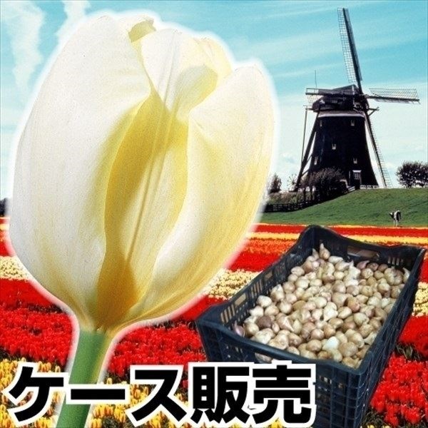 チューリップ 球根 白花 ケース販売