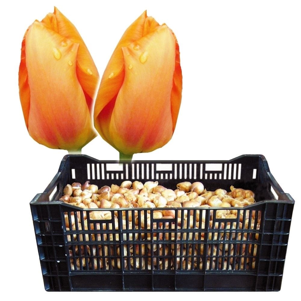 チューリップ 球根 橙花 ケース販売