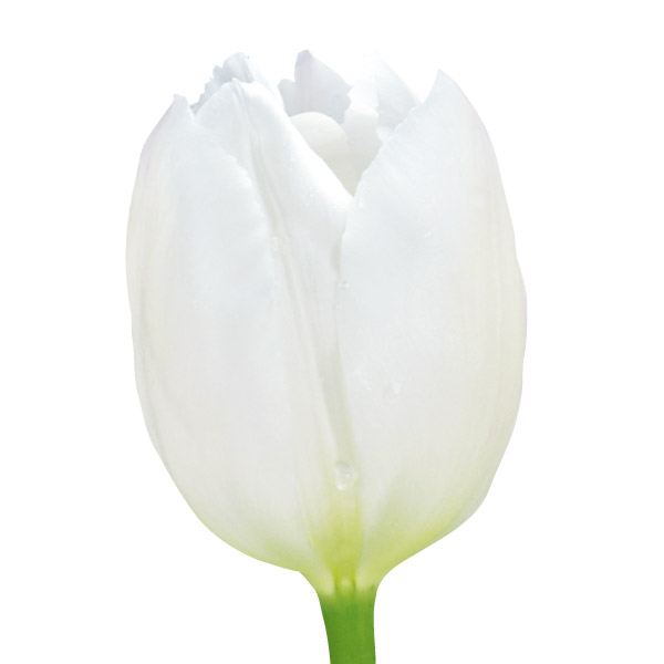 チューリップ 球根 白花 40球