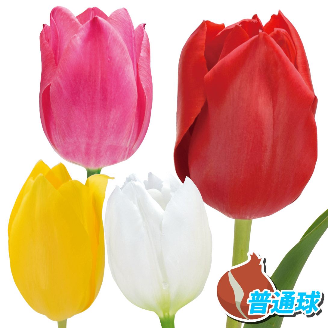チューリップ 球根 普通球4色セット