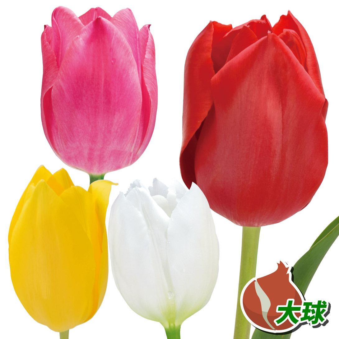 チューリップ 球根 大球4色セット