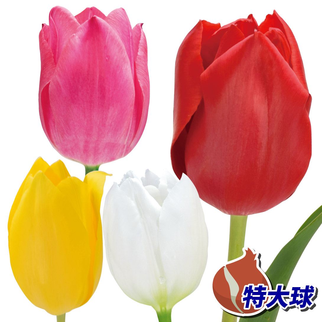 チューリップ 球根 特大球4色セット