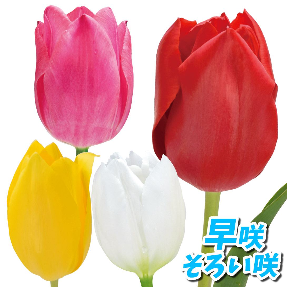 チューリップ 球根 早咲そろい咲セット 4色40球 (各10球)