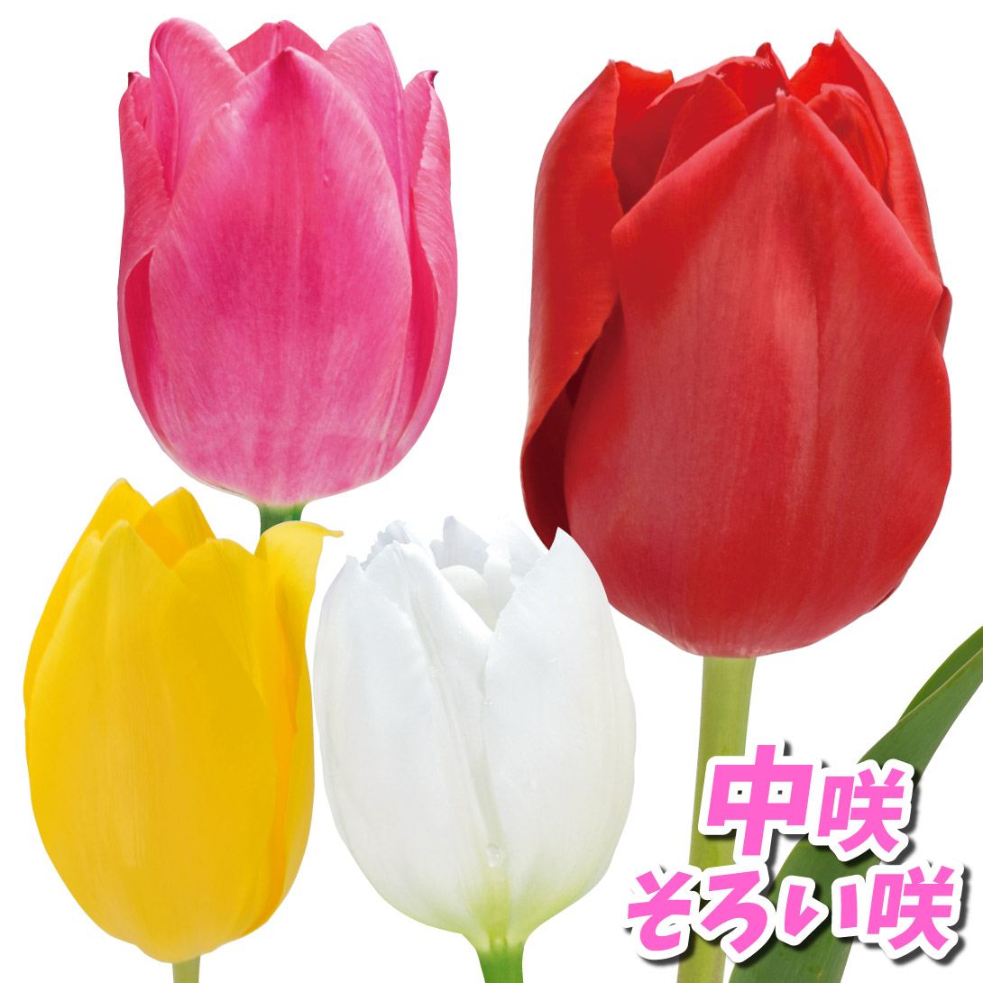 チューリップ 球根 中咲そろい咲セット 4色40球 (各10球)