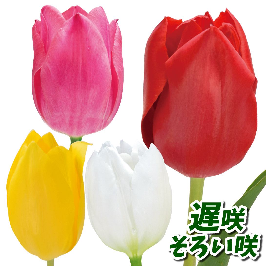 チューリップ 球根 遅咲そろい咲セット 4色40球 (各10球)