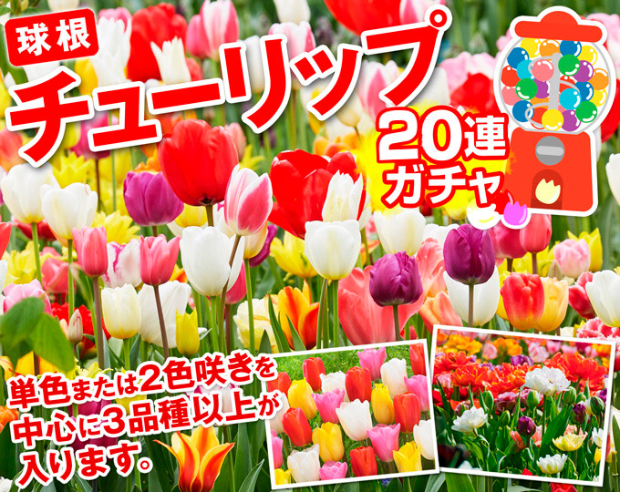 チューリップ20連ガチャ