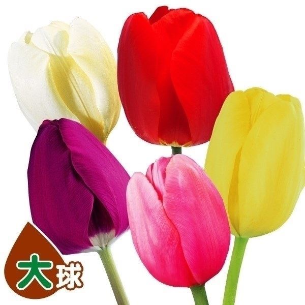 チューリップ 球根 大球 5色セット