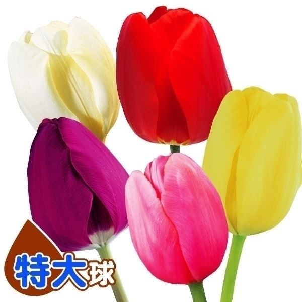 チューリップ 球根 特大球 5色セット