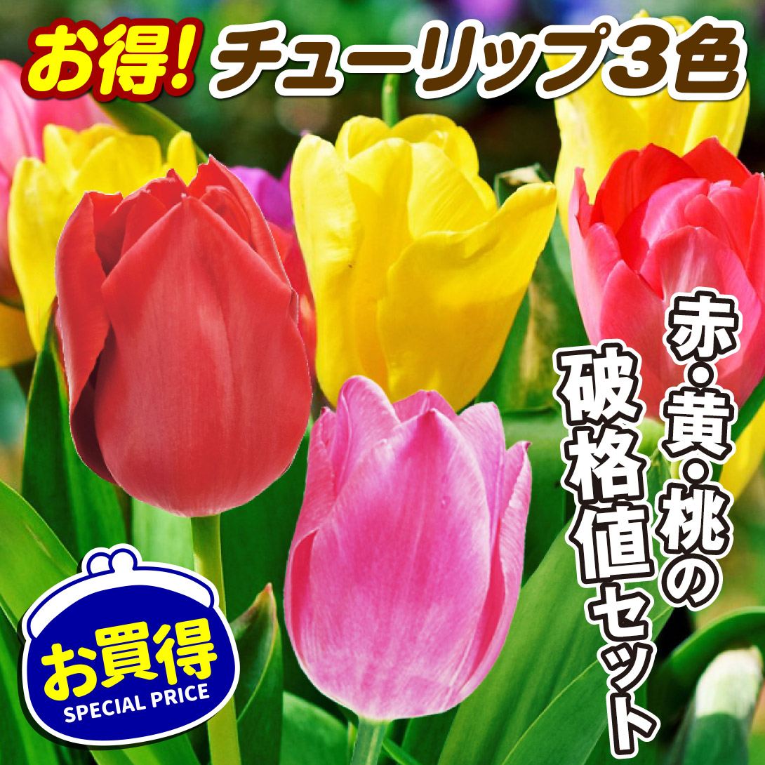 チューリップ 球根 お得！チューリップ3色セット 送料無料