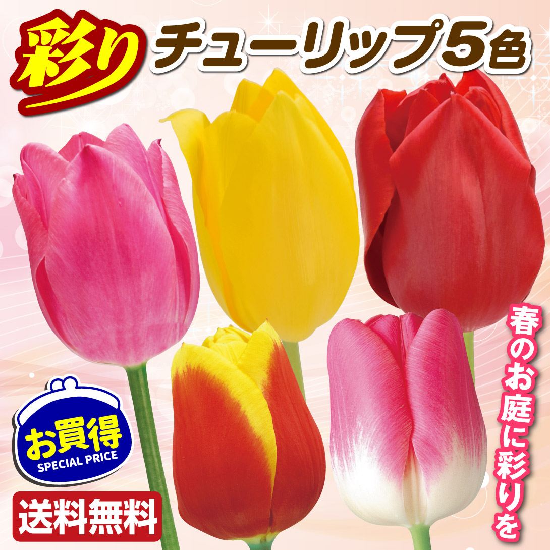 チューリップ 球根 チューリップ彩り5色セット 送料無料