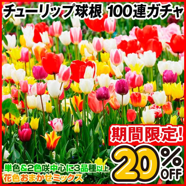 【期間限定20％OFF】チューリップ 球根 チューリップ100連ガチャ 送料無料