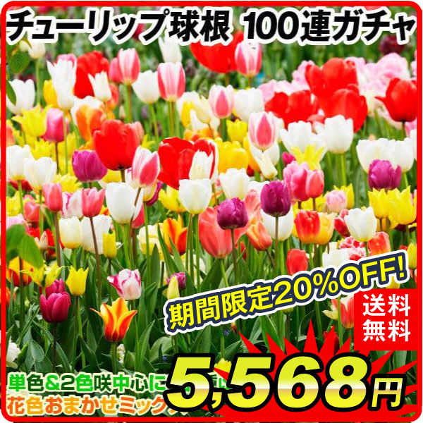 チューリップ