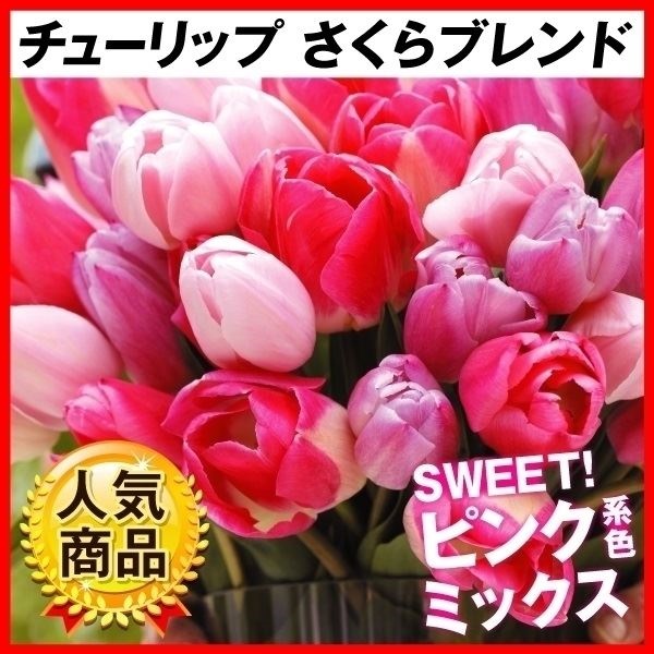 チューリップ 球根 さくらブレンド (無選別)