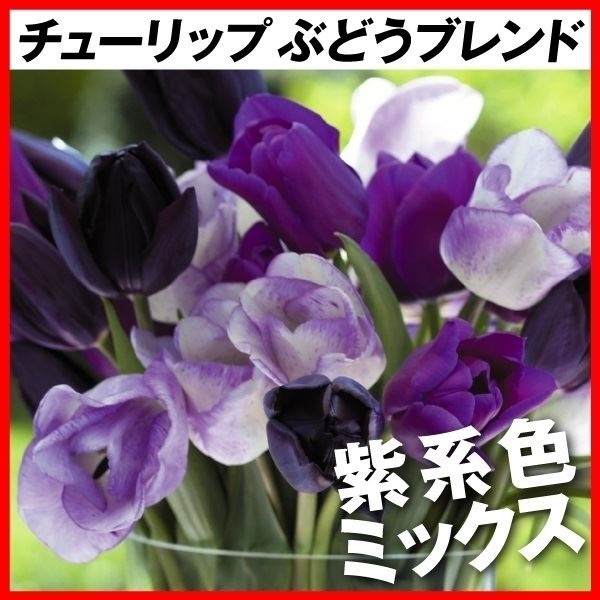 チューリップ 球根 ぶどうブレンド (無選別)