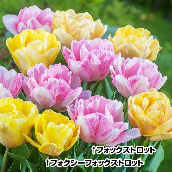 チューリップ 球根 フォックストロット2種ミックス