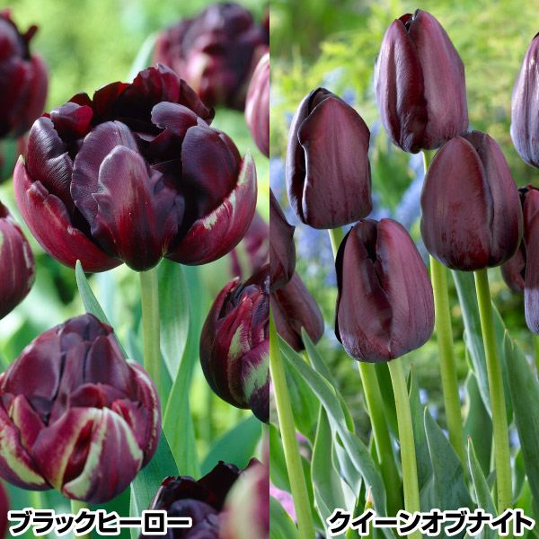 チューリップ 球根 黒・黒チューリップセット 2種20球(各10球)