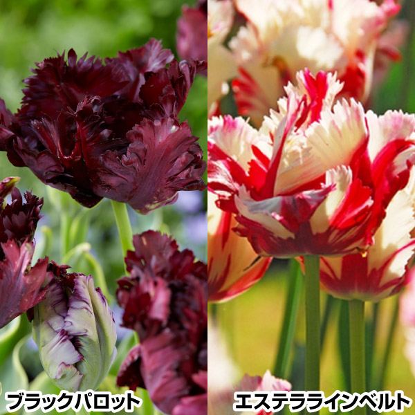 チューリップ 球根 パロット咲チューリップセット 2種20球