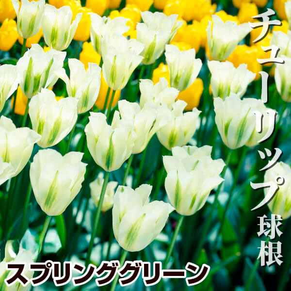 チューリップ 球根 スプリンググリーン