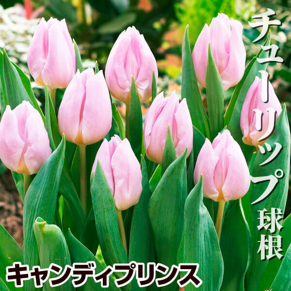 チューリップ 球根 キャンディプリンス