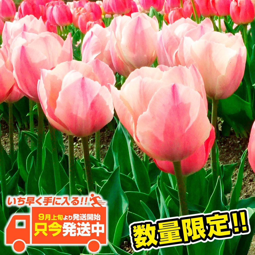 チューリップ 球根 サーモンファンアイク