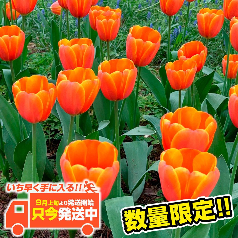 チューリップ 球根 ジミー