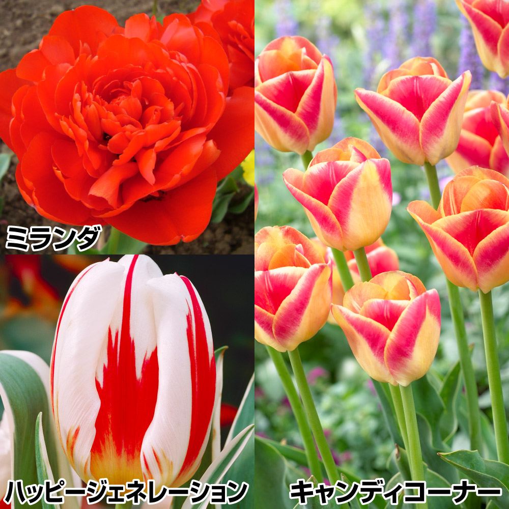 チューリップ 球根 激推し品種セット 3種30球