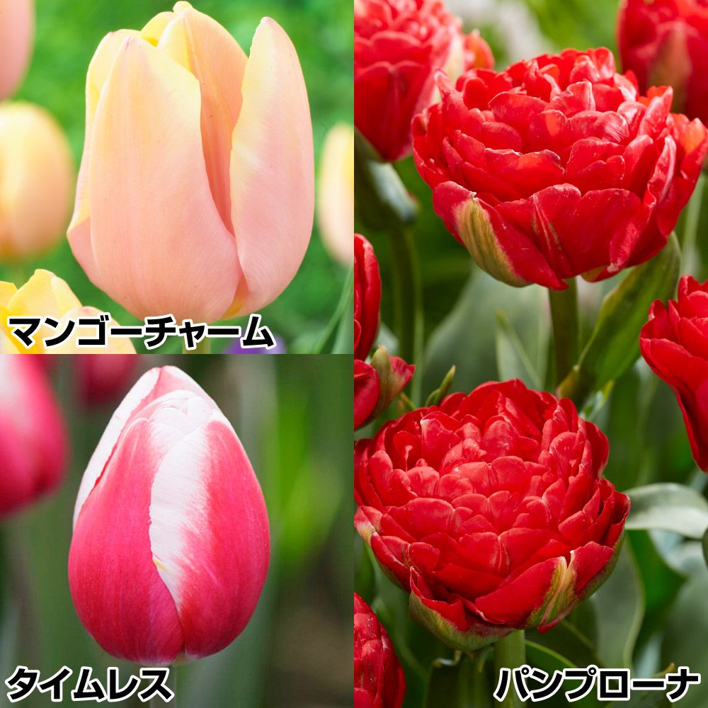 チューリップ 球根 受賞花Cセット 3種30球