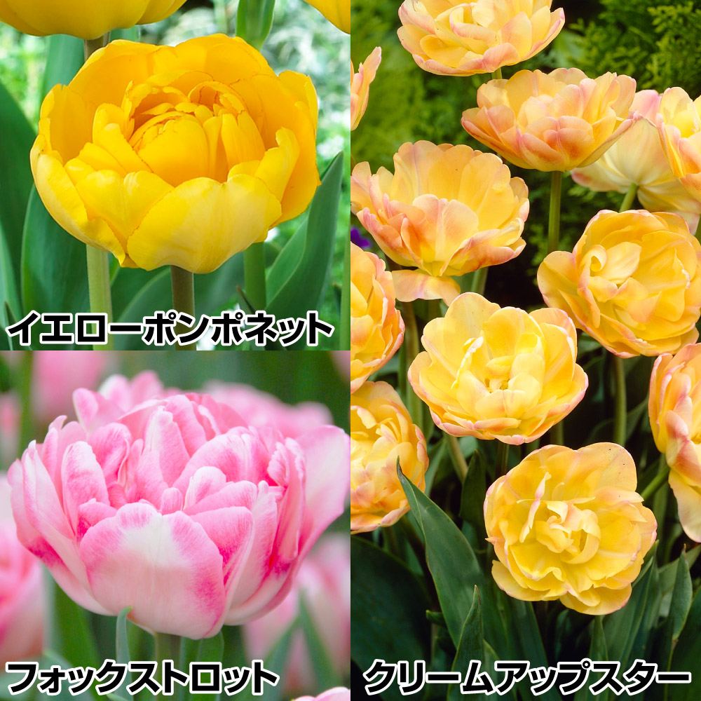 チューリップ 球根 ふわふわ八重咲セット 3種30球