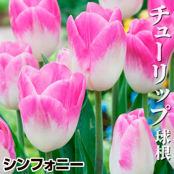 チューリップ 球根 シンフォニー