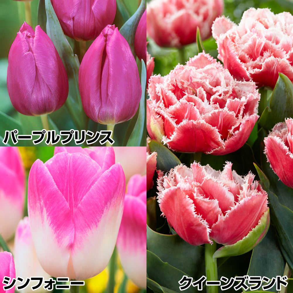 チューリップ 球根 受賞花Dセット 3種30球