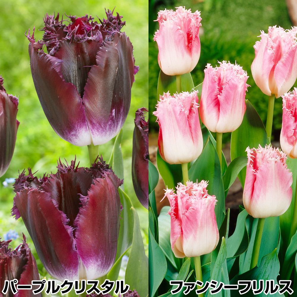 チューリップ 球根 フリンジ咲Bセット 2種20球