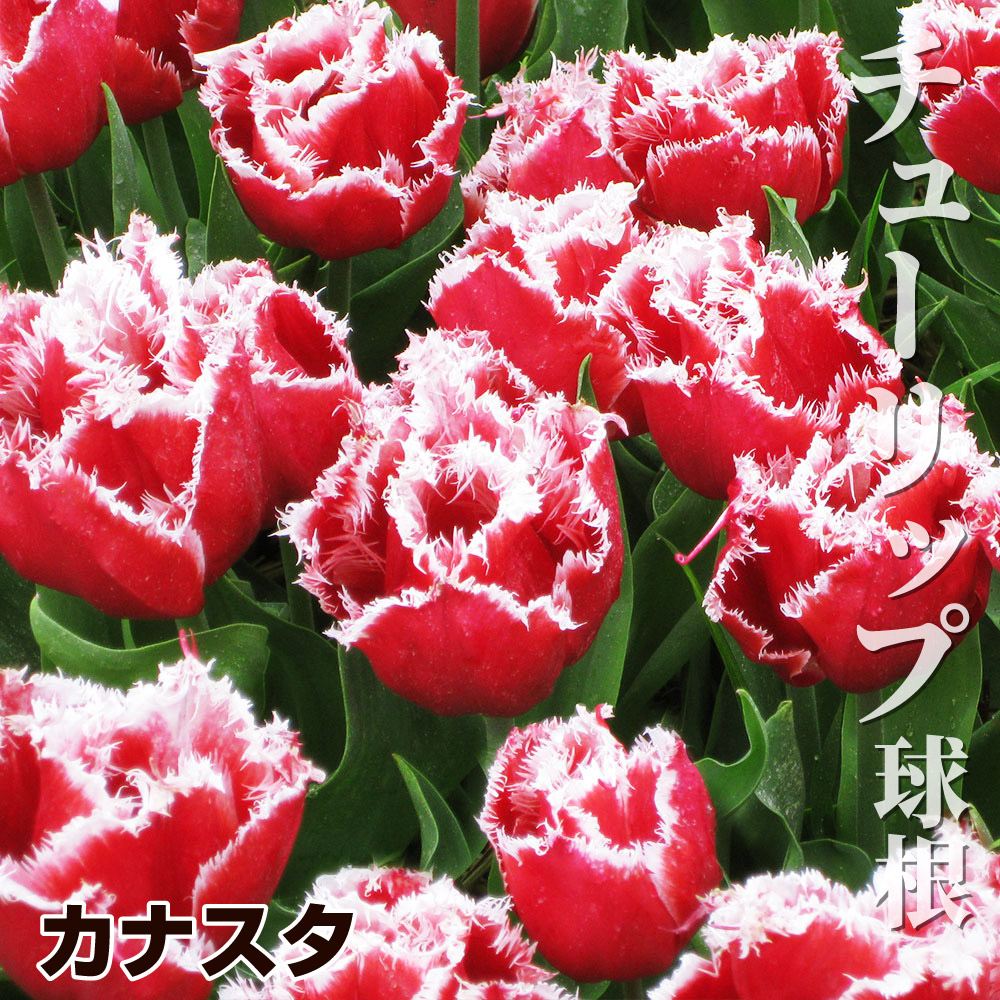 チューリップ 球根 カナスタ