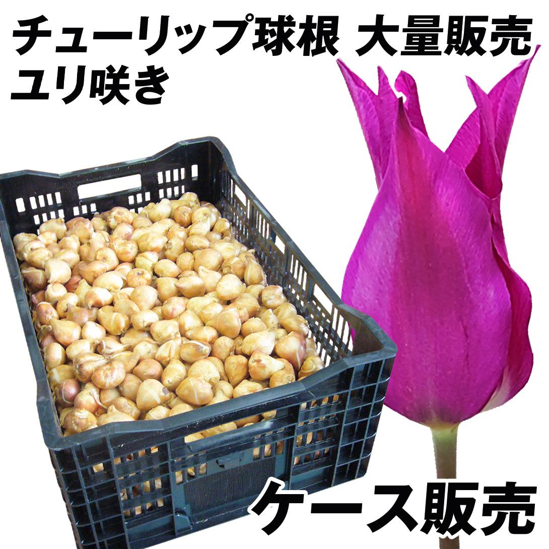 チューリップ 球根 ユリ咲紫花 ケース販売 特大球(球周 約12cm) 600球