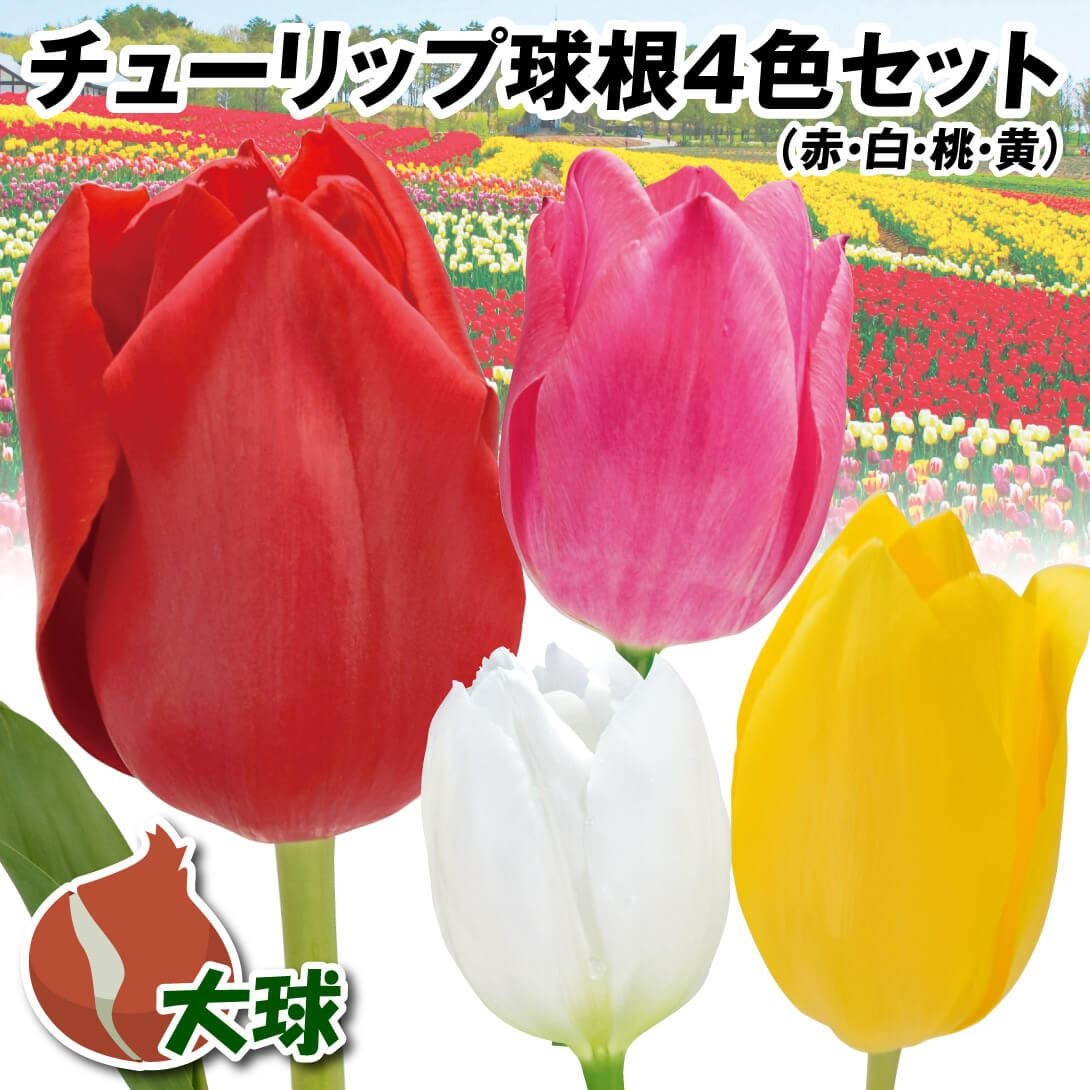 チューリップ 球根 大球4色セット