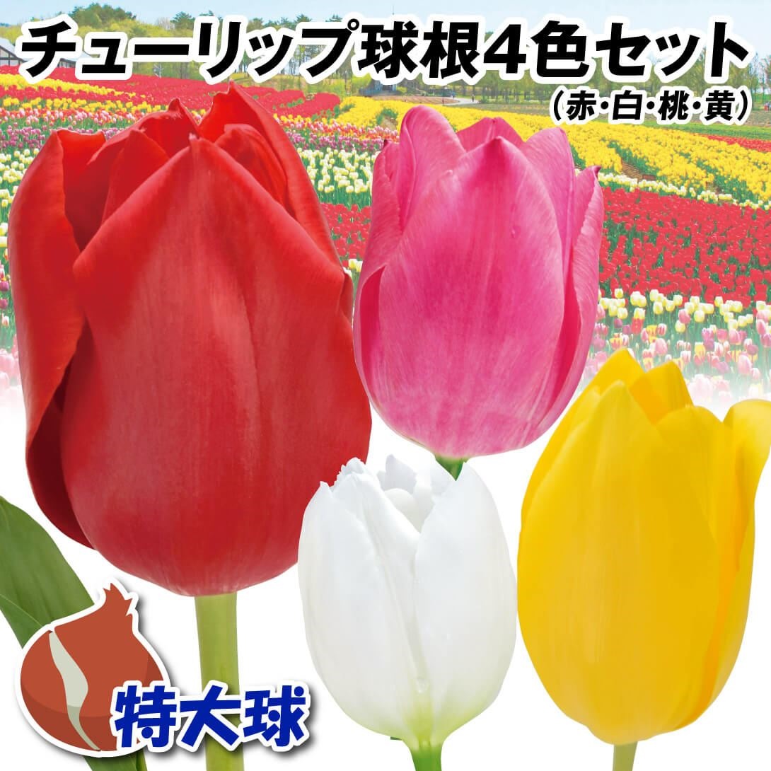 チューリップ 球根 特大球4色セット