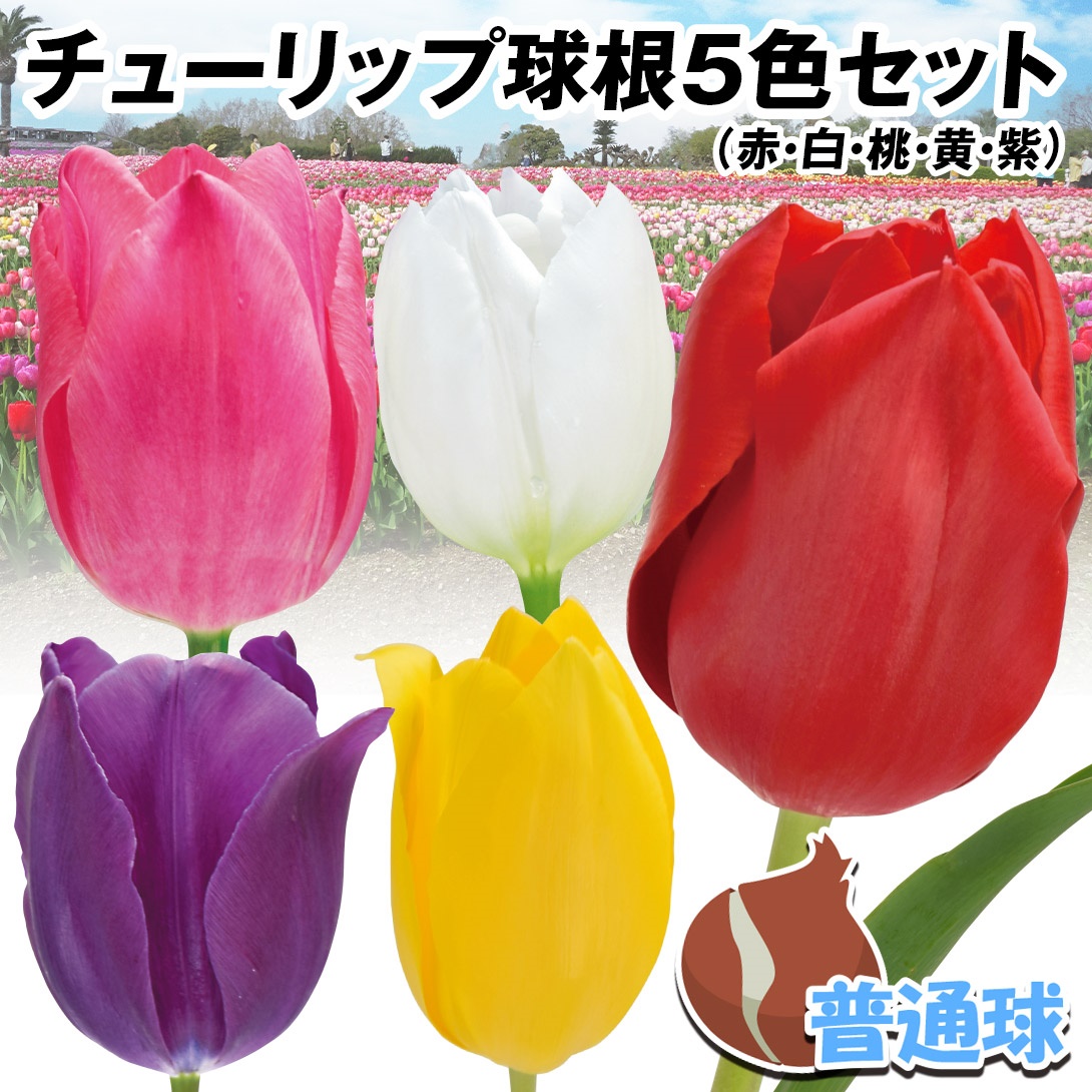 チューリップ 球根 普通球 5色セット
