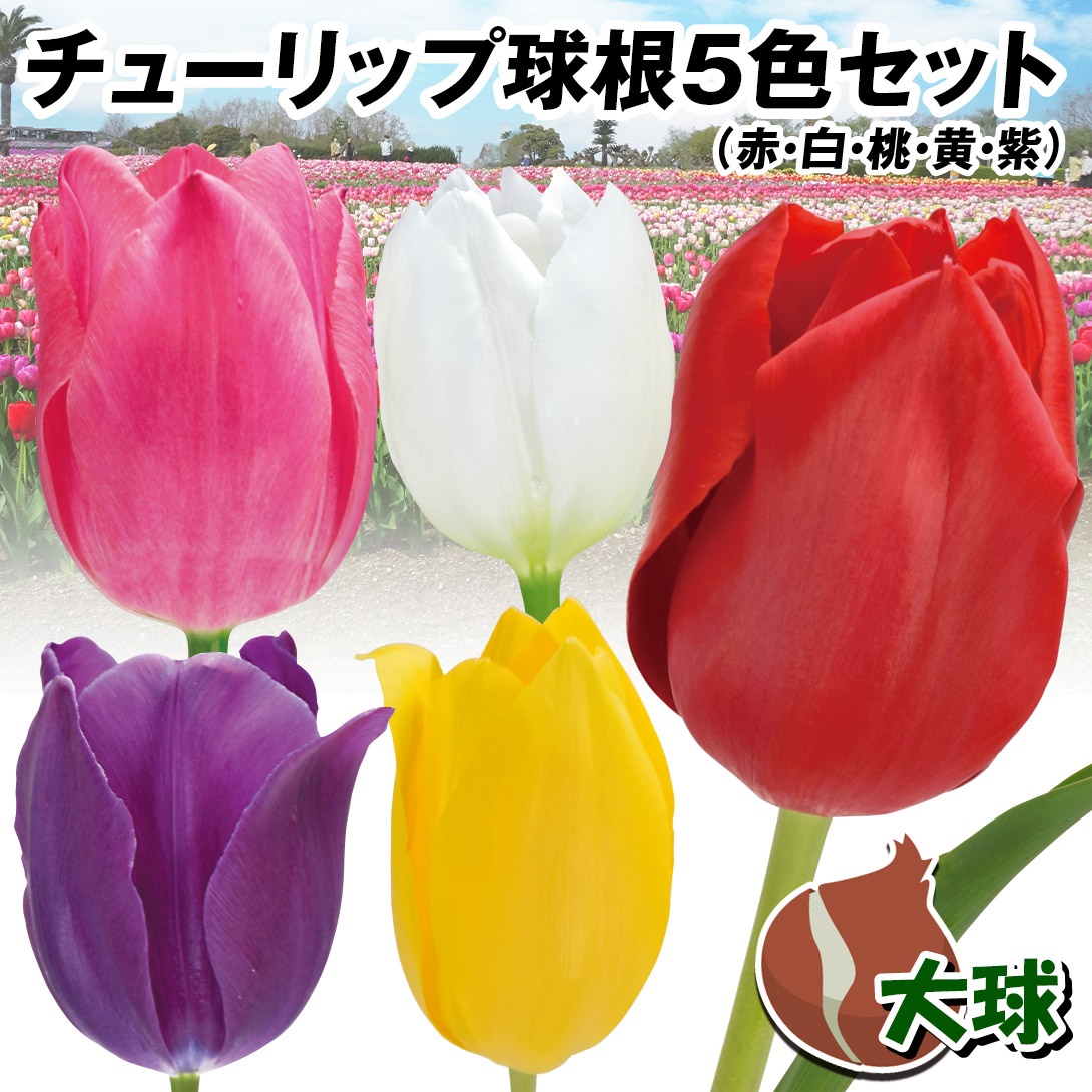 チューリップ 球根 大球 5色セット