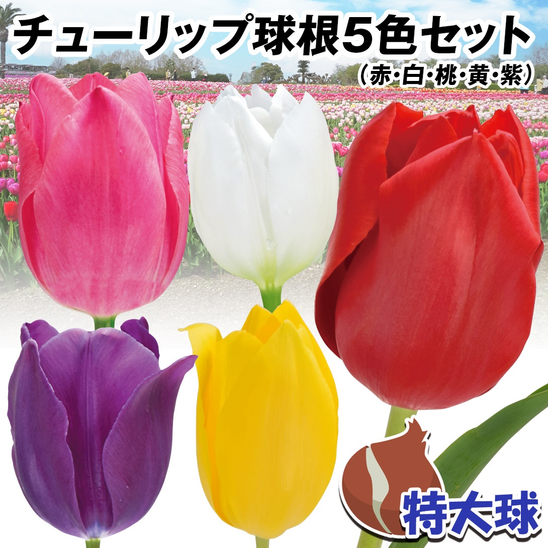 チューリップ 球根 特大球 5色セット